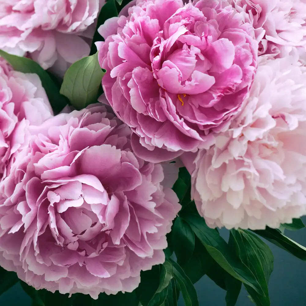 Fresh Cut Peony Candle